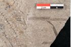 Foto (Detailansicht) von Zostera ungeri Ettingshausen (NHMW-GEO-2024-0188-6656)